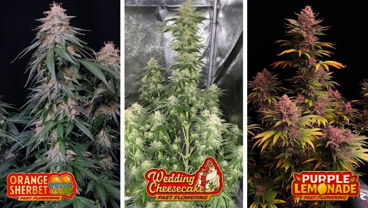Fastflowering strains