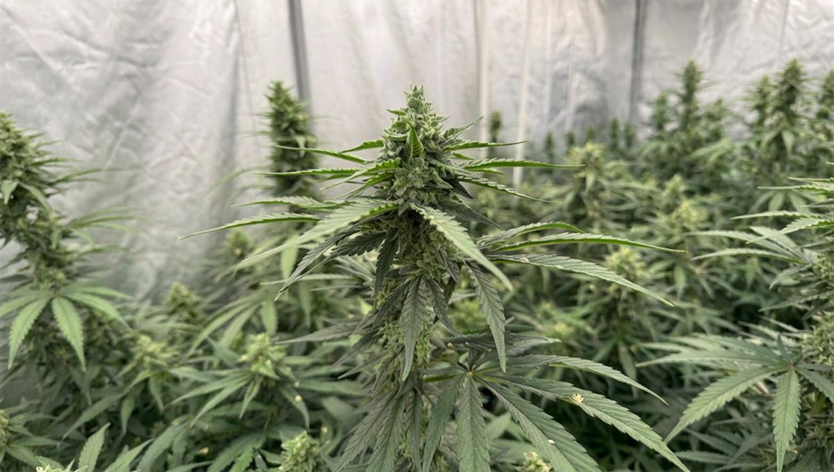 Polinização da Gorilla Cookies 