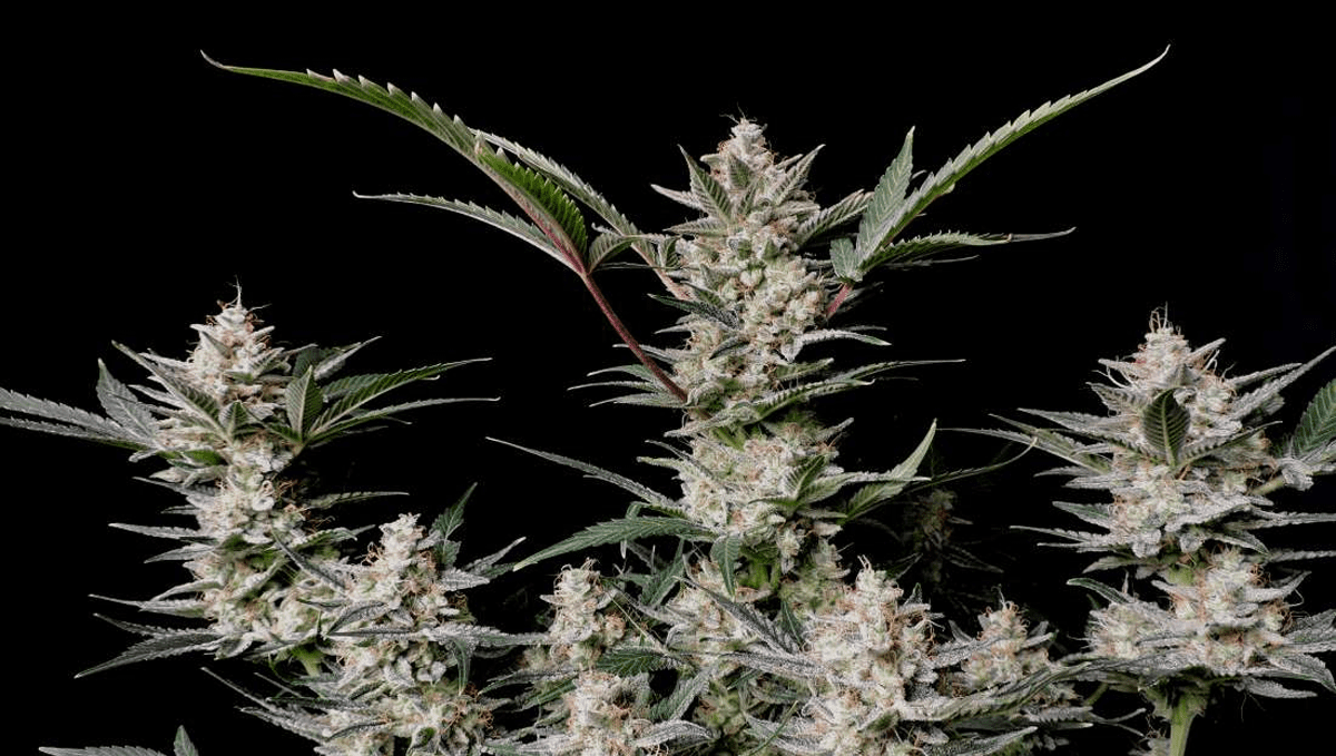 Top 5 highest THC autoflowering strains: strawberry gorilla auto Top 5 highest THC autoflowering strains: strawberry gorilla auto