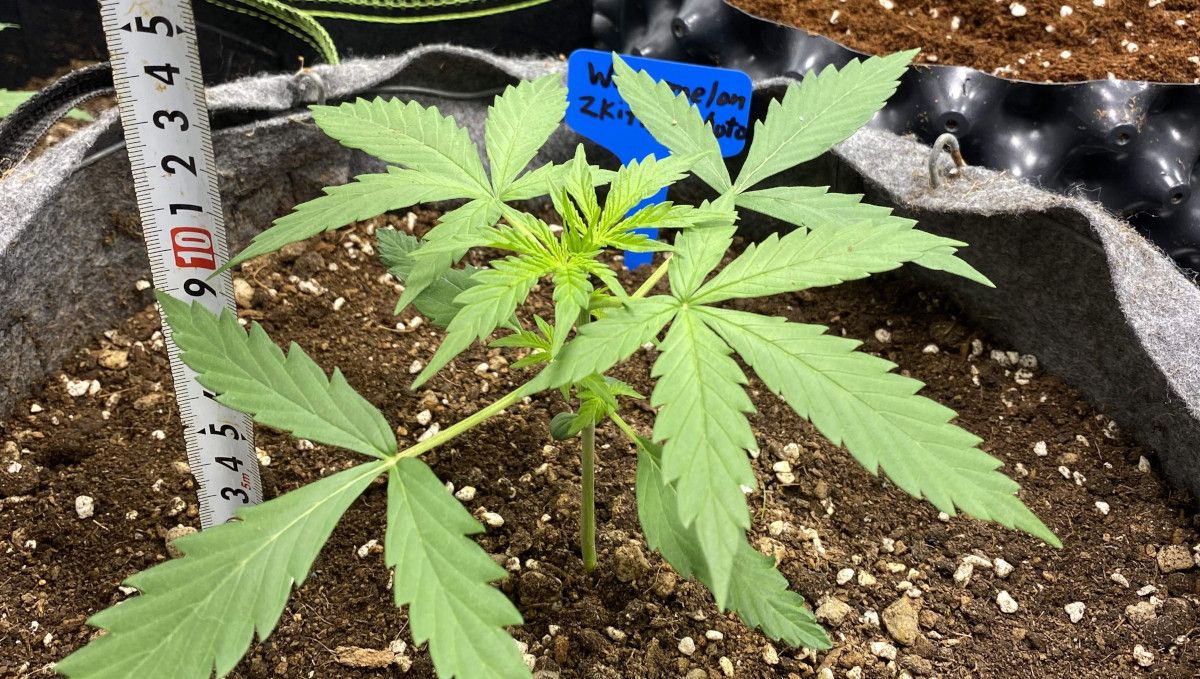 Watermelon Z Auto cannabis strain: mid veg | weeks 3-4 | a young indoor plant being measured