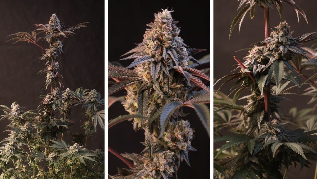 3-16.jpg Lemon Cherry Runtz Fem