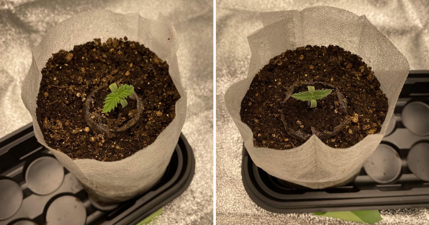 Power plant cannabis week-by-week guide: germination