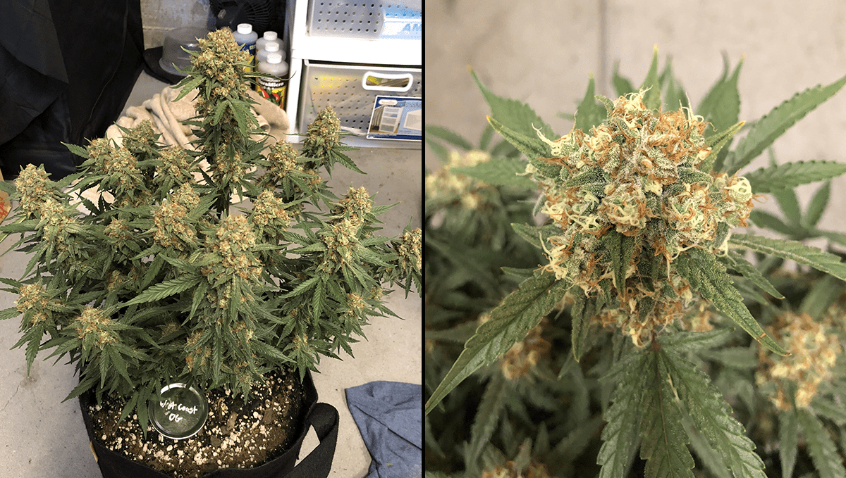 Die 5 besten Autoflower-Sorten gegen Schlaflosigkeit: West Coast OG Auto