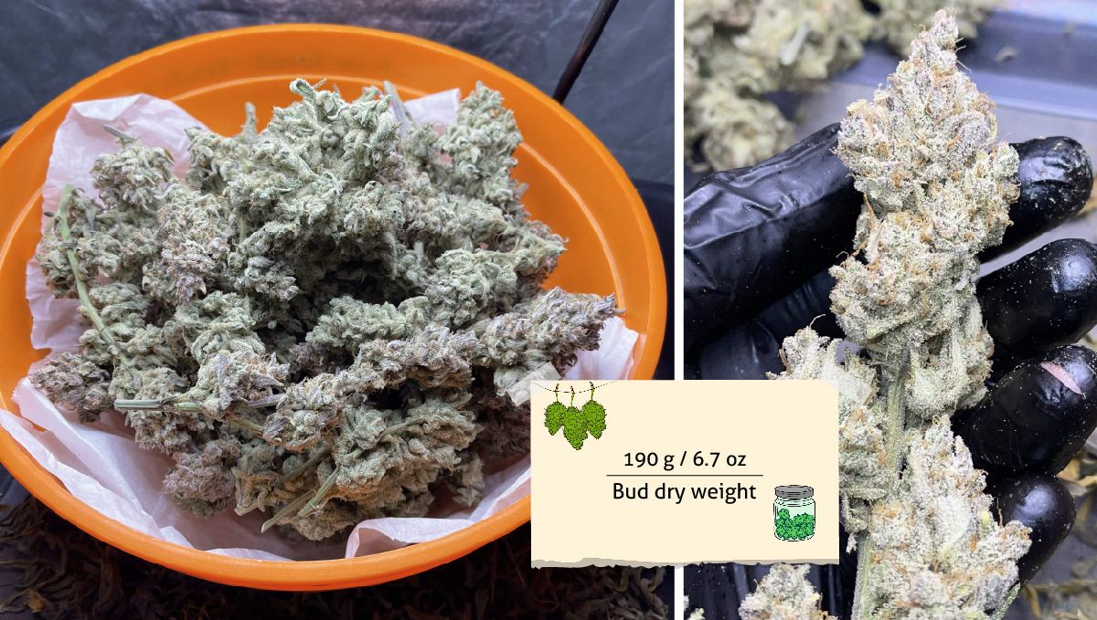 Banana Purple Punch Auto Cannabissorte: Ertrag | Extrem klebrige Nuggets in einer Schüssel und in der Hand eines Züchters