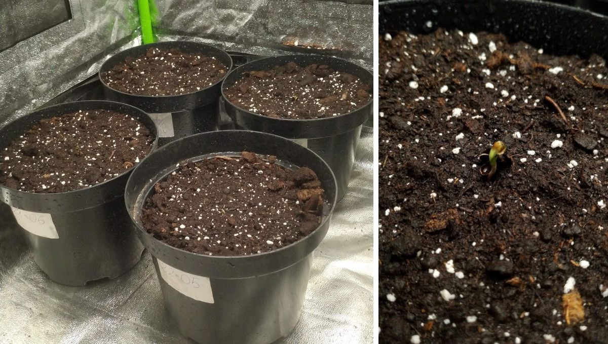 Strawberry Gorilla Auto Cannabissorte: Keimung und Keimlingsphase | Woche 1 | Vier 3-Liter-Anzuchttöpfe in einem Grow-Zelt und ein Cannabiskeimling Strawberry Gorilla Auto Cannabissorte: Keimung und Keimlingsphase | Woche 1 | Vier 3-Liter-Anzuchttöpfe in einem Grow-Zelt und ein Cannabiskeimling