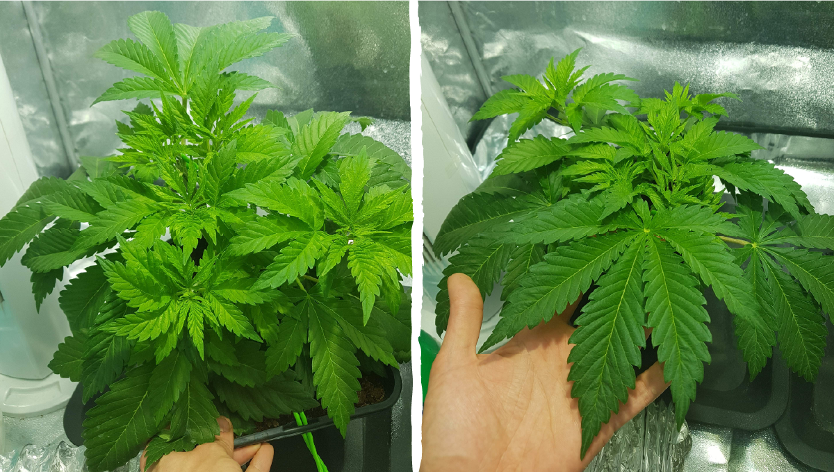 Moby dick auto week-by-week: week 3 Moby dick auto week-by-week: week 3