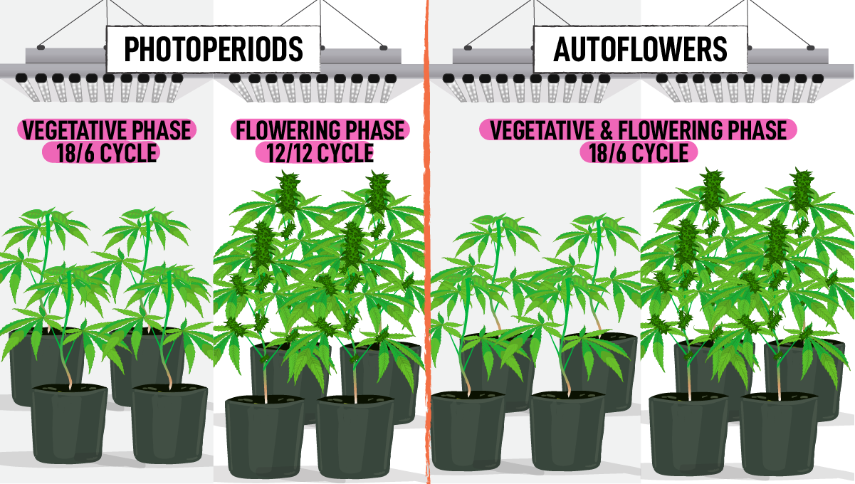 How to grow weed at home: photoperiods vs autoflowers How to grow weed at home: photoperiods vs autoflowers