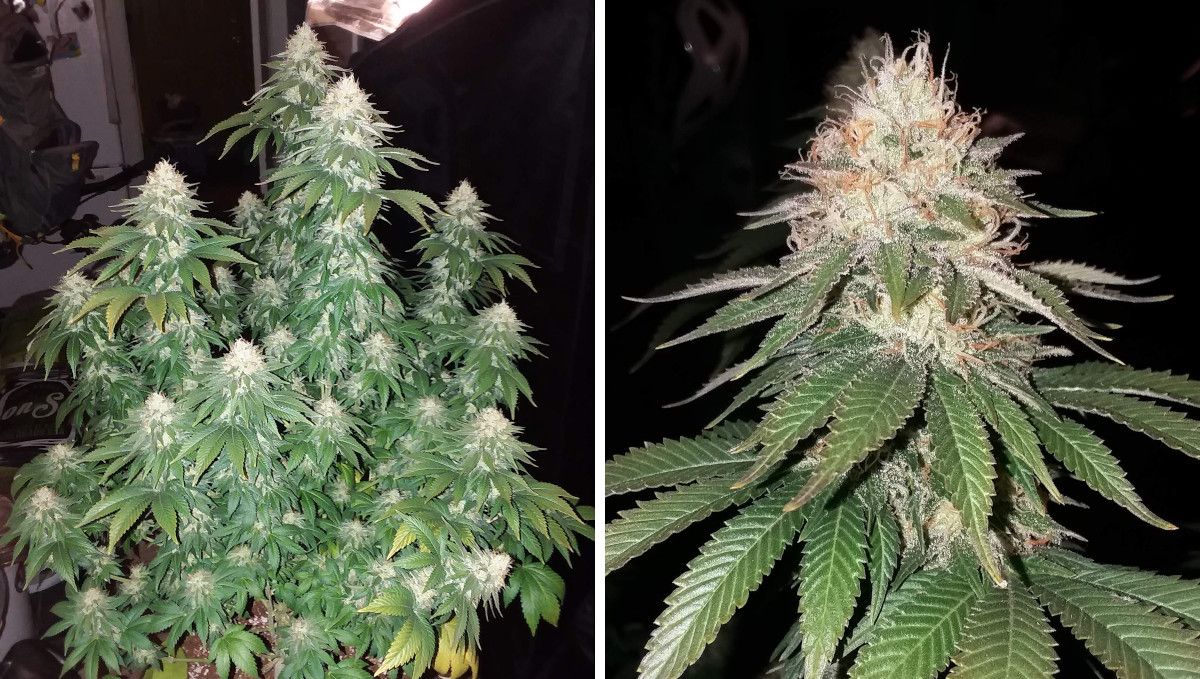 Pineapple Chunk Cannabis Strain Week-by-Week Guide: A side view of a branchy ganja plant in the late stages of flowering but with a minimal fade and a closeup of a top bud richly covered in white trichomes and with some of the pistils turned orange Pineapple Chunk Cannabis Strain Week-by-Week Guide: A side view of a branchy ganja plant in the late stages of flowering but with a minimal fade and a closeup of a top bud richly covered in white trichomes and with some of the pistils turned orange