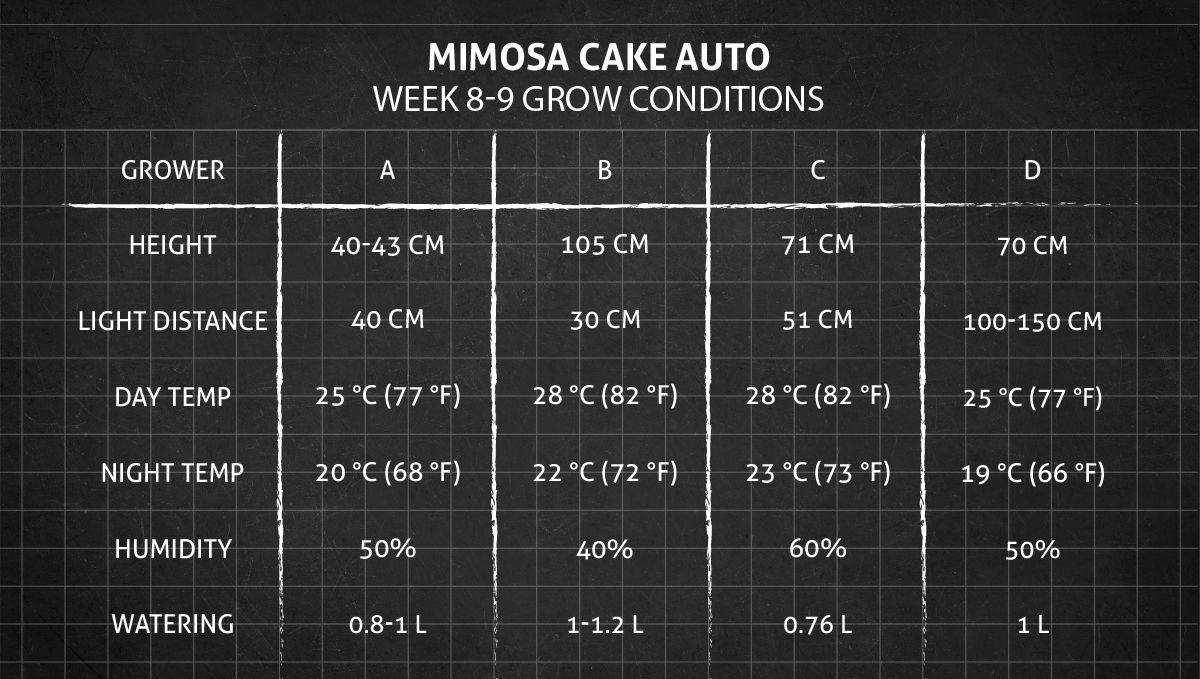Mimosa Cake Auto cannabis strain: weeks 8-9 grow conditions