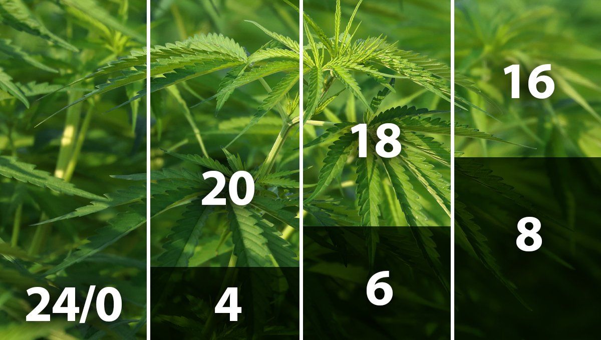 4.jpg Mejor horario de luz para el cannabis en fase vegetativa: horarios de luz en interior para autos