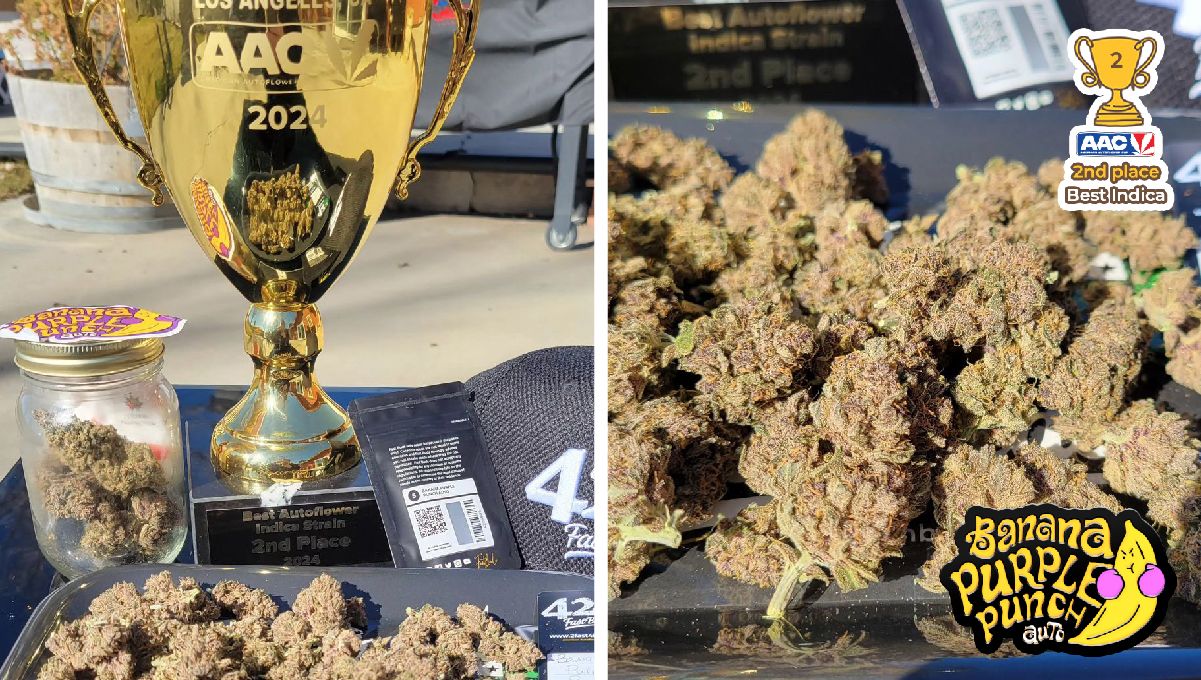 Ztrawberriez Auto und Banana Purple Punch Auto gewinnen den The American Autoflower Cup 2024! Ztrawberriez Auto und Banana Purple Punch Auto gewinnen den The American Autoflower Cup 2024!