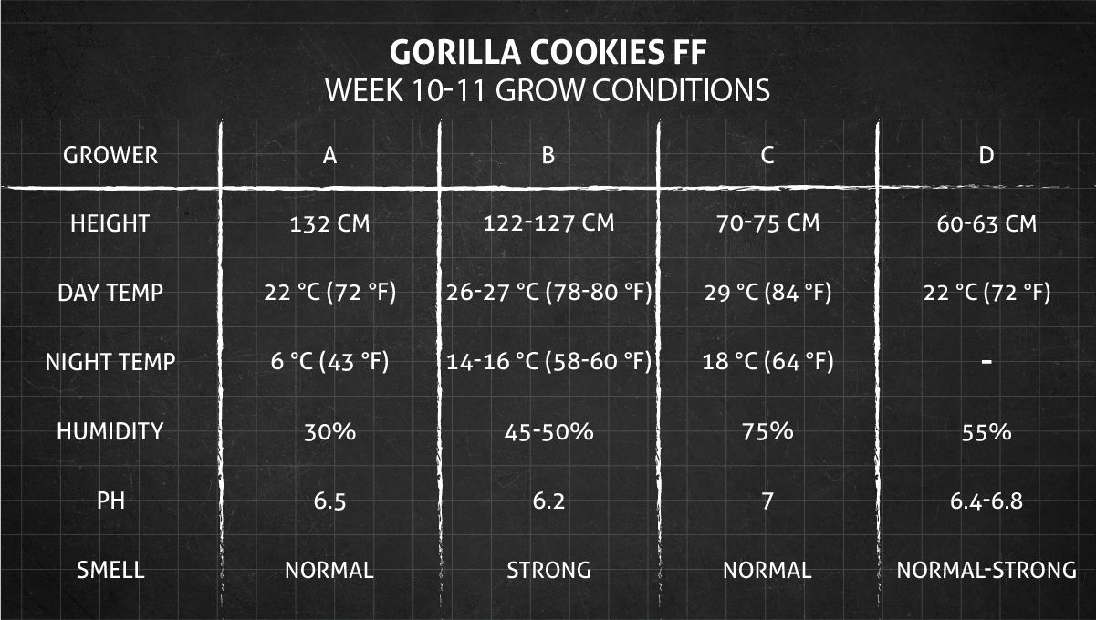 Gorilla Cookies FF cannabis strain: weeks 10-11 grow conditions