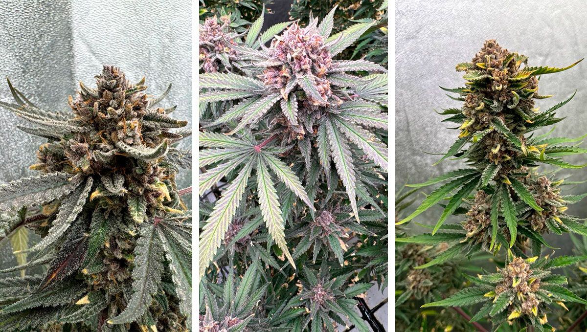 Cherry Cola RF3: Two Weeks Before Harvest