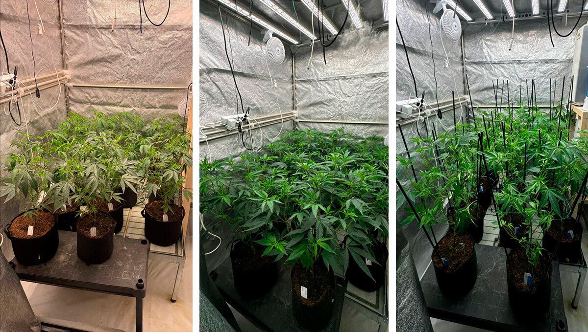 cover_102.jpg Males progress