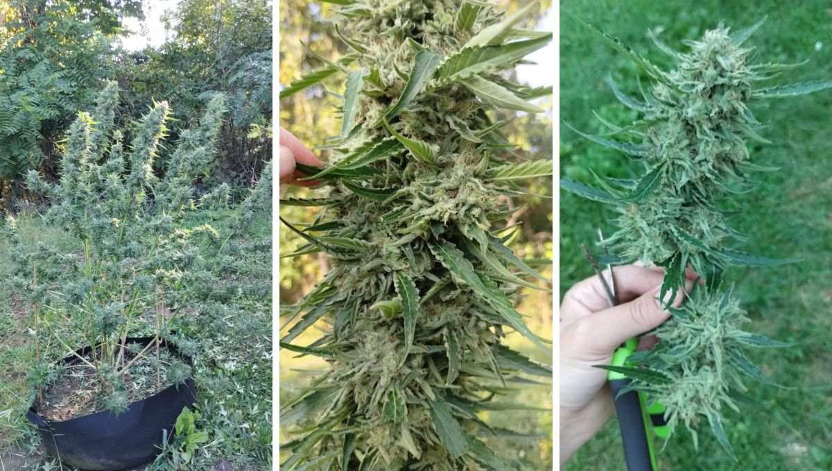 GG4 Sherbet FF cannabis strain: ripening and harvest | weeks 12 | an outdoor plant pre-trimmed before the harvest GG4 Sherbet FF cannabis strain: ripening and harvest | weeks 12 | an outdoor plant pre-trimmed before the harvest