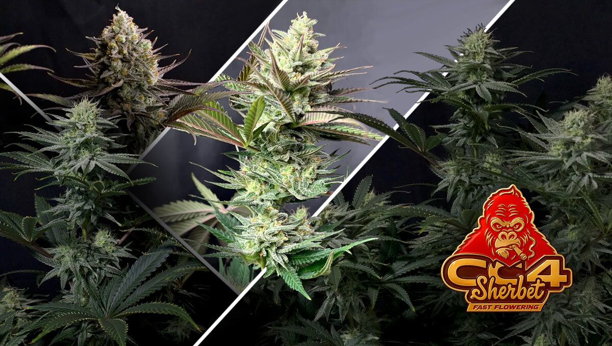 179.jpg GG#4 Sherbet FF