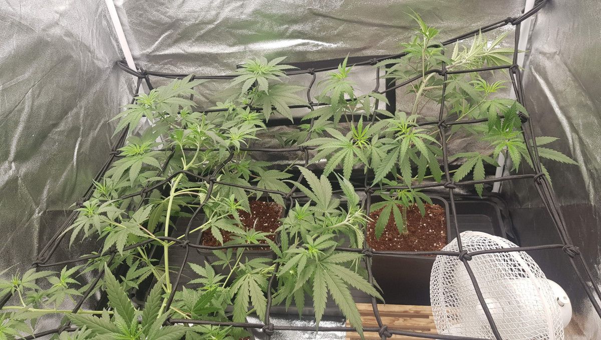 Wedding Cheesecake FF cannabis strain: mid veg | weeks 3-6 | a few lanky, open-structured indoor plants trained with a ScrOG net