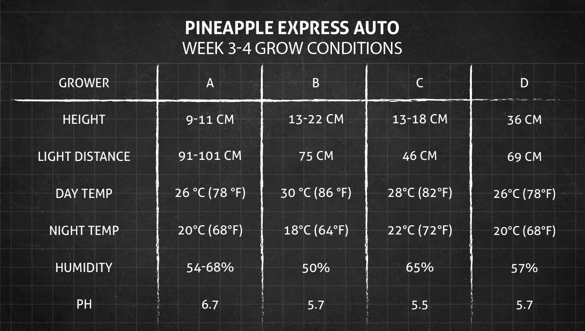 Pineapple Express Auto cannabis strain: weeks 3-4 grow conditions