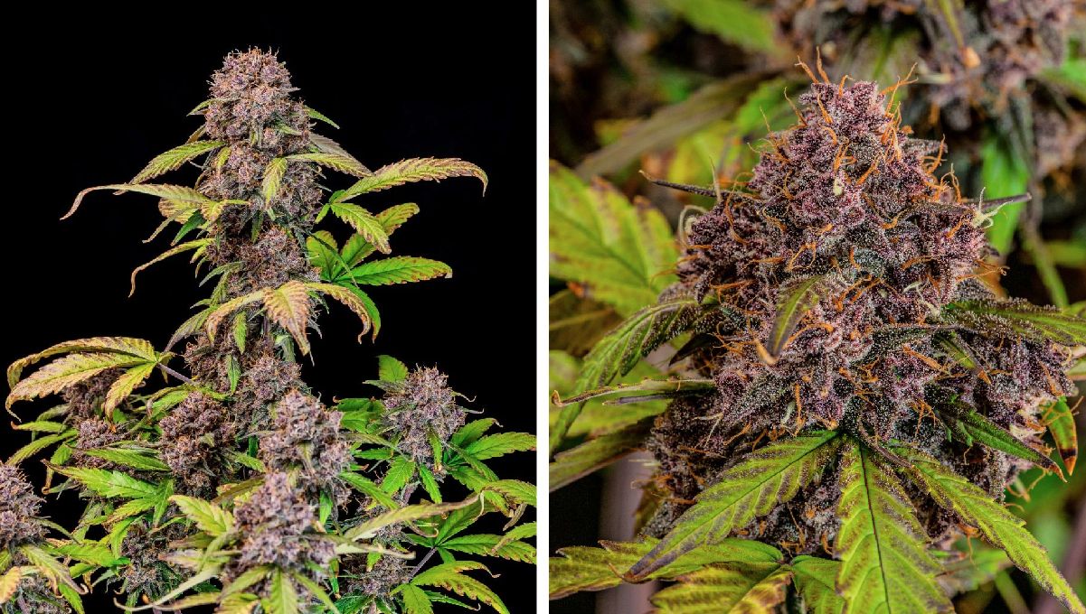 Bild-Alt-Text: Top 5 der besten Indica-Autoflower-Sorten: Lemon Cherry Cookies Auto Bild-Alt-Text: Top 5 der besten Indica-Autoflower-Sorten: Lemon Cherry Cookies Auto
