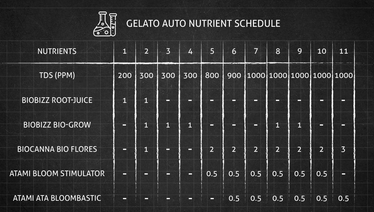 Gelato Auto Cannabis Strain Week-by-Week Guide: Feeding schedule - Weeks 1-11 Gelato Auto Cannabis Strain Week-by-Week Guide: Feeding schedule - Weeks 1-11