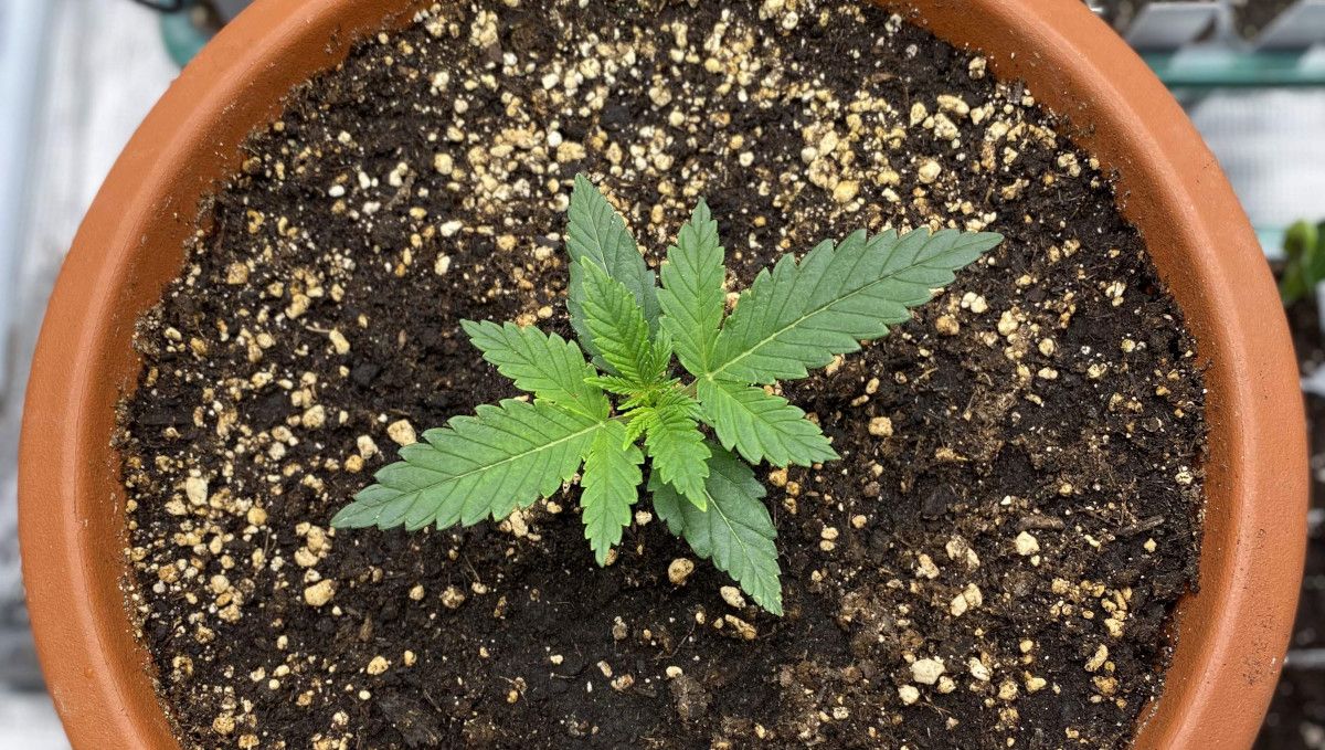 Wedding Cheesecake FF cannabis strain: early veg | week 2 | at the end of the second week