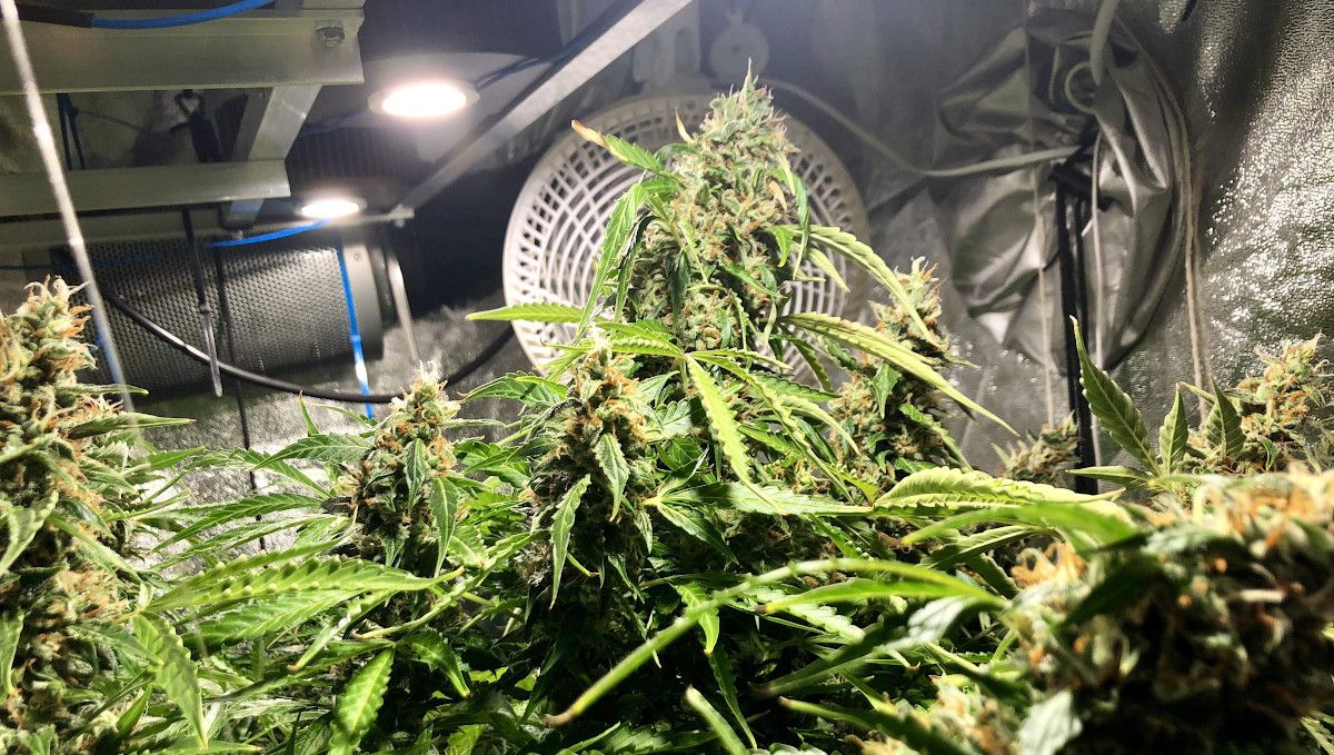 Blueberry Cheese Auto cannabis strain: ripening and harvest | weeks 10 | a maturing autoflower in a grow tent Blueberry Cheese Auto cannabis strain: ripening and harvest | weeks 10 | a maturing autoflower in a grow tent