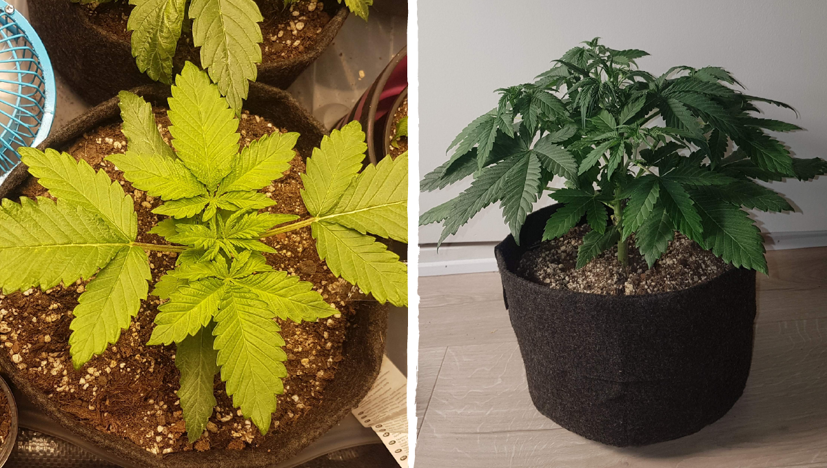 Bruce banner auto cannabis strain: mid veg | weeks 3-4 Bruce banner auto cannabis strain: mid veg | weeks 3-4