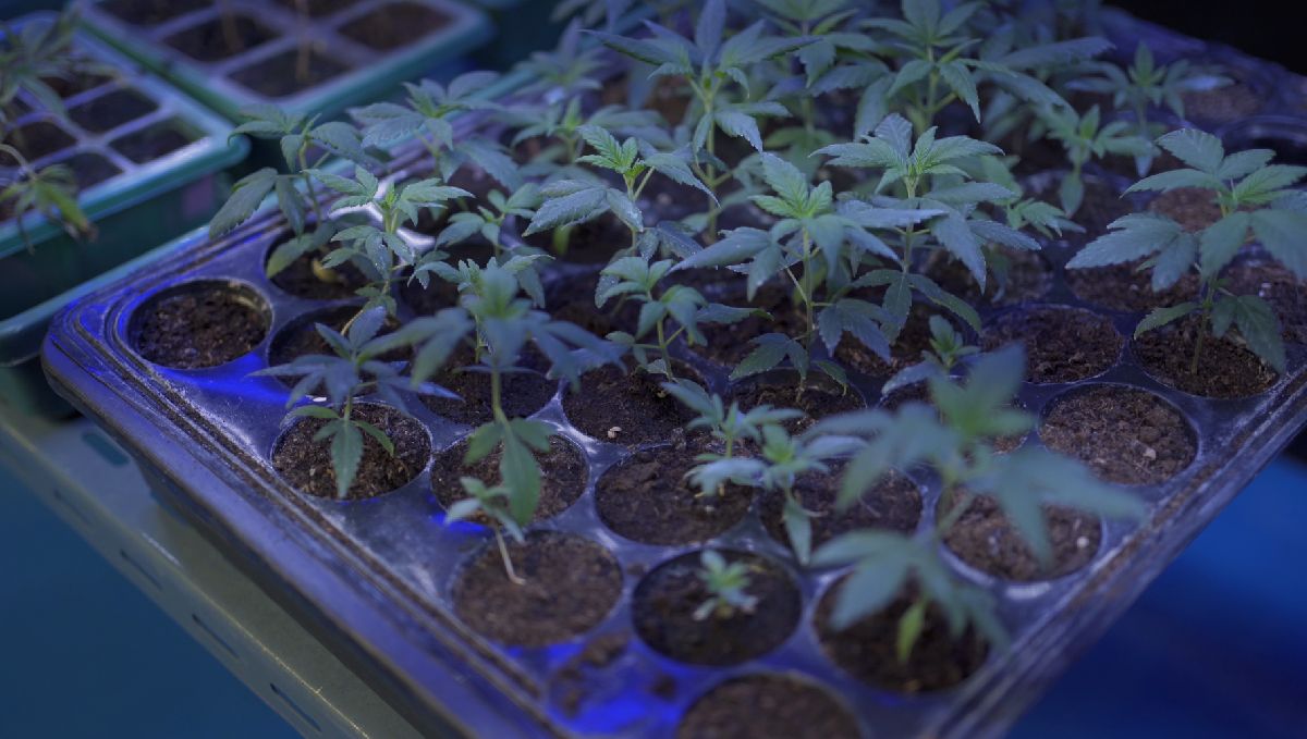 Indoor lights for cannabis grow: photoperiod plants