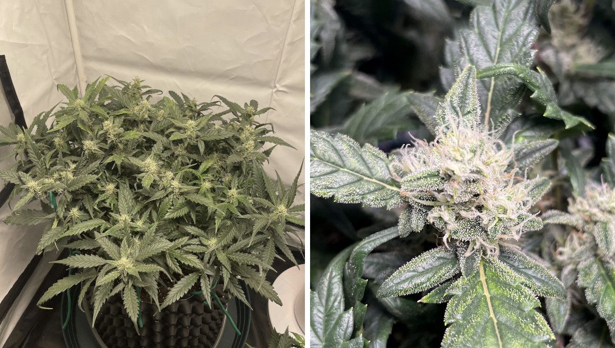 Mexican Airlines Auto cannabis strain: early flower | weeks 6-7 | a small indoor autoflower with a flat bushy canopy and a closeup of its bud with white hairs and ample trichomes