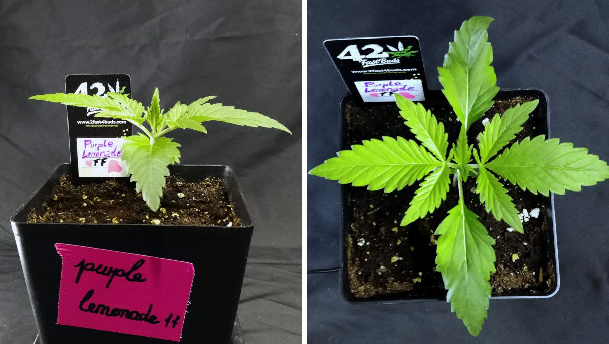Purple Lemonade FF cannabis strain: early veg | week 2 | a small young plant seen as eye level and from above Purple Lemonade FF cannabis strain: early veg | week 2 | a small young plant seen as eye level and from above