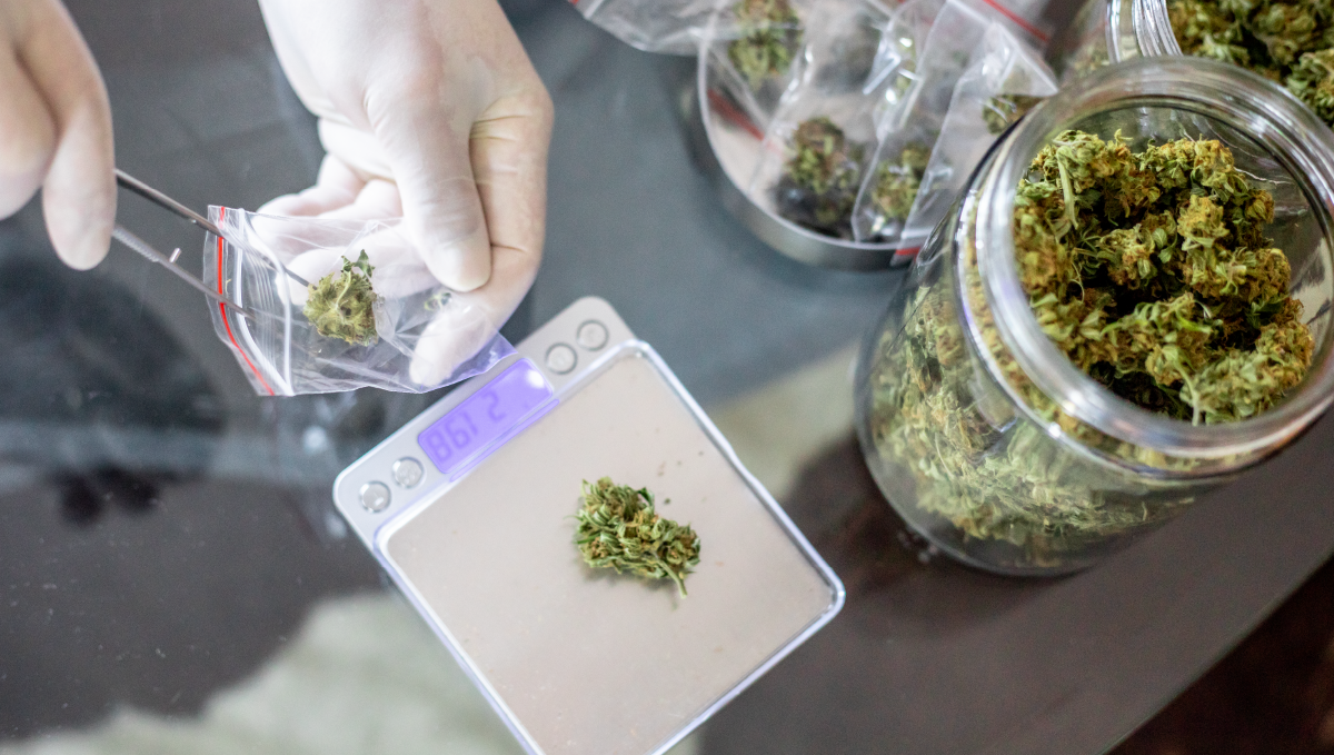 Louisiana Legalizes Smokable Form of Medical Marijuana: Jars full of dry cannabis flowers and gloved hands weighing a bud on small desktop scales Louisiana Legalizes Smokable Form of Medical Marijuana: Jars full of dry cannabis flowers and gloved hands weighing a bud on small desktop scales