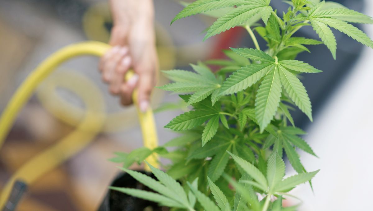 Der ultimative Leitfaden zur Bewässerung deiner Cannabispflanzen: Bewässerungsplan und Anpassungen