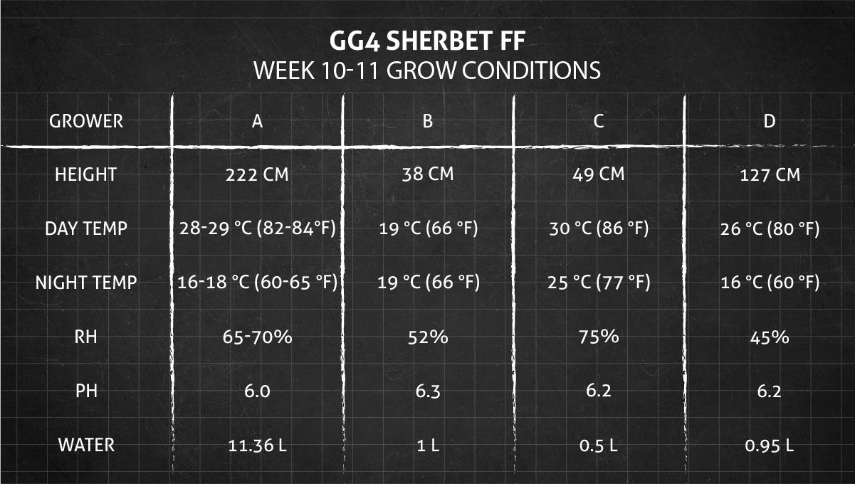 GG4 Sherbet FF cannabis strain: weeks 10-11 grow conditions GG4 Sherbet FF cannabis strain: weeks 10-11 grow conditions