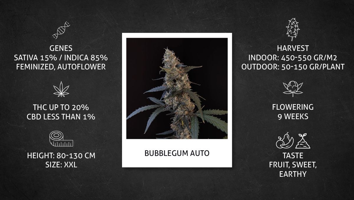 BubbleGum Auto Cannabis Strain specs sheet BubbleGum Auto Cannabis Strain specs sheet