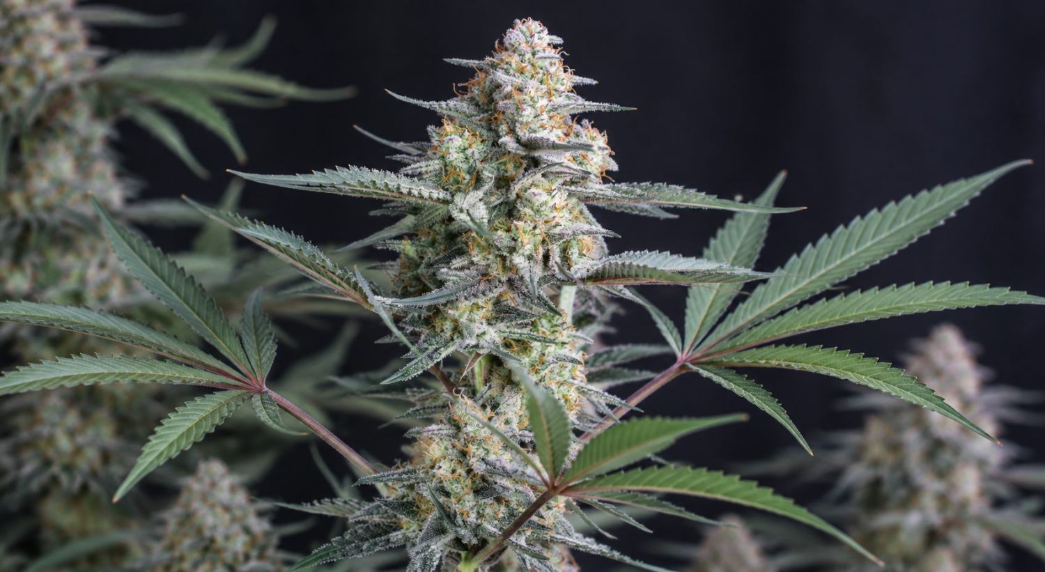 Growing Cannabis Outdoors: the right genetics Cultivo de Cannabis en Exterior: la genética adecuada
