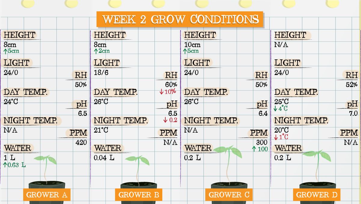 Gelato Auto Cannabis Strain Week-by-Week Guide: Grow conditions in week 2 Gelato Auto Cannabis Strain Week-by-Week Guide: Grow conditions in week 2