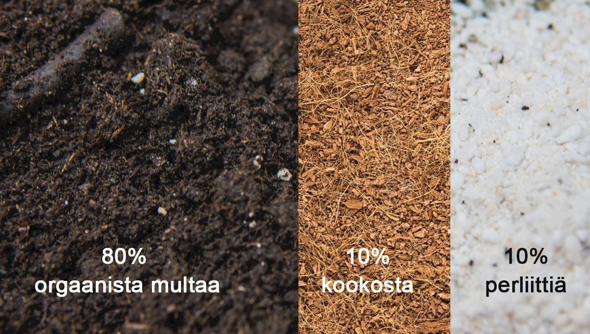 Paras multasekoitus aloittelijoille Paras multasekoitus aloittelijoille