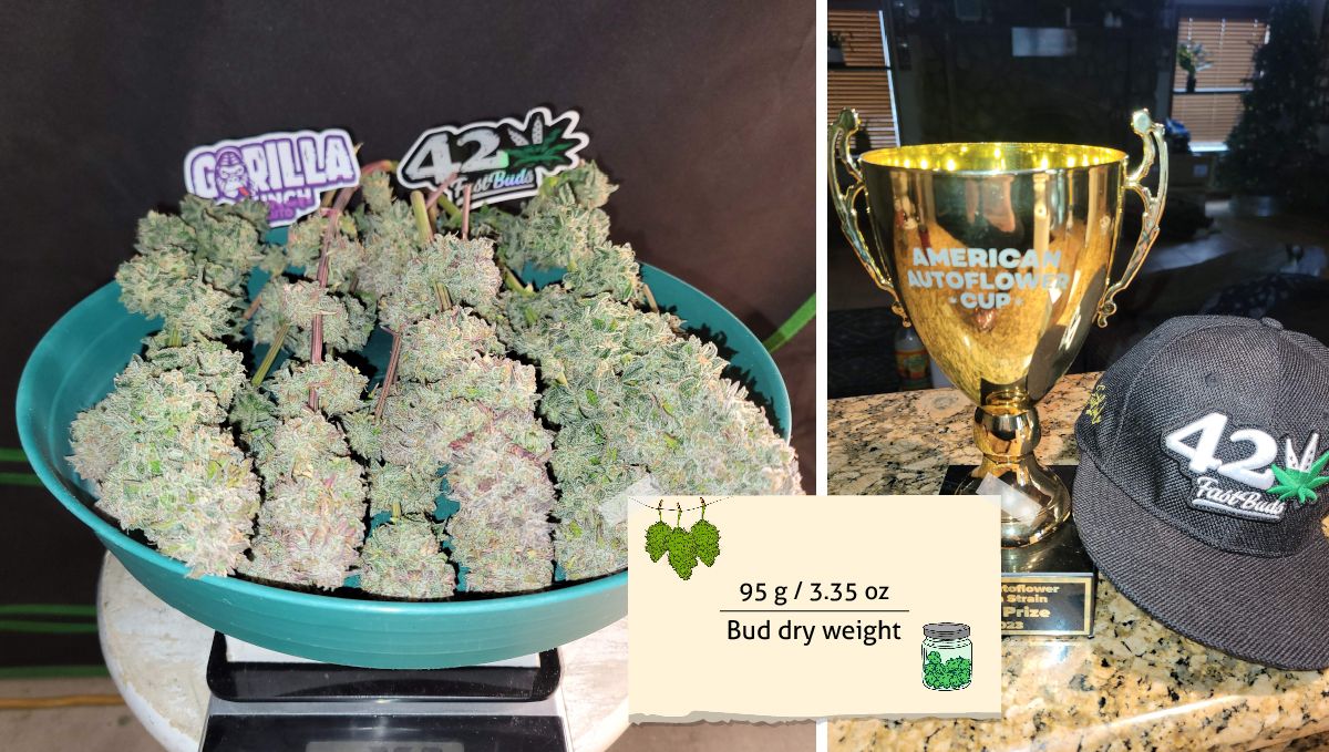 Gorilla Punch Auto cannabis strain: yield | a mature indoor plant and a closeup of its frosty medium-purple bud Gorilla Punch Auto cannabis strain: yield | a mature indoor plant and a closeup of its frosty medium-purple bud