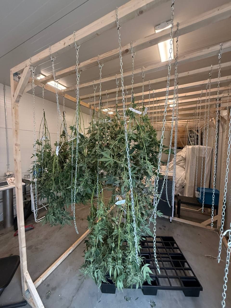 Drying of the plants