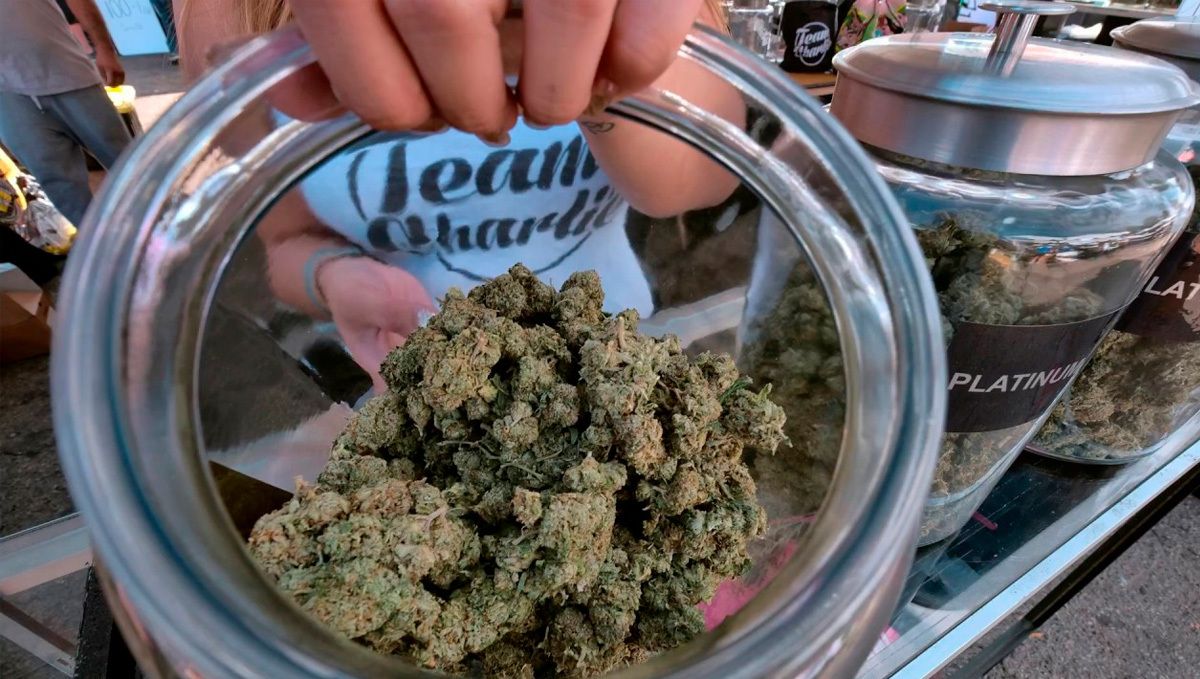 Sour Diesel Auto Guide: Fermentierung Achte darauf, dass du für die Fermentierung luftdichte Gläser verwendest, um den Abbau von Terpenen zu verhindern.