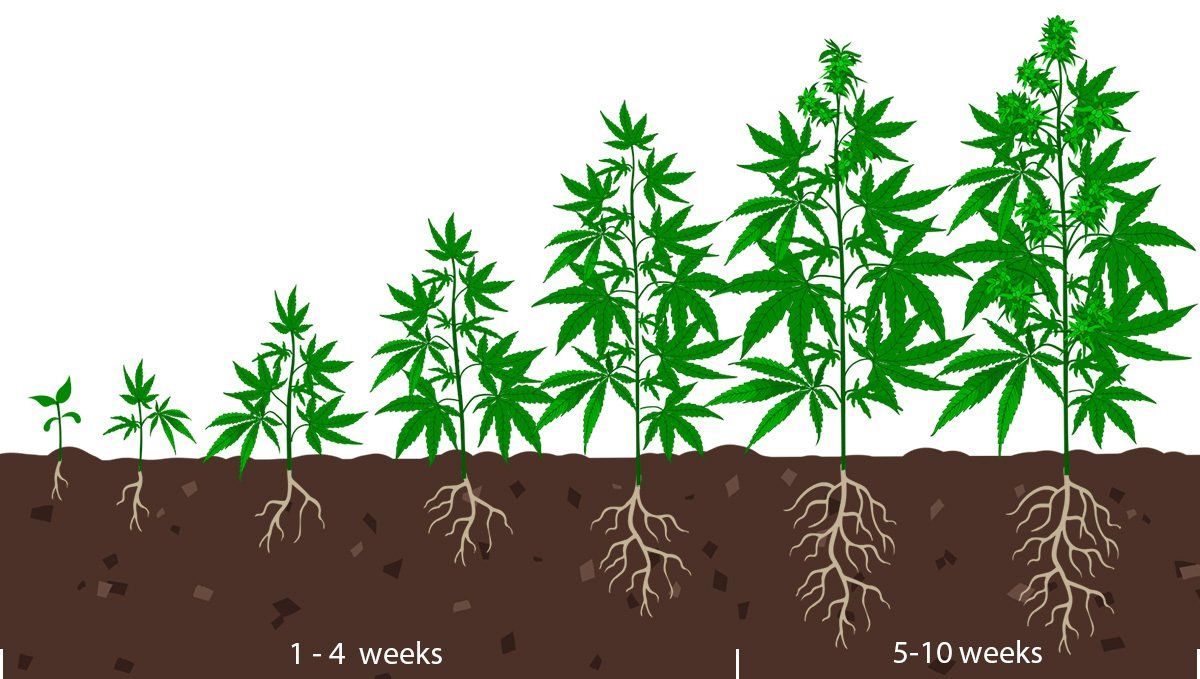 Mejor horario de luz para la floración: etapas de crecimiento