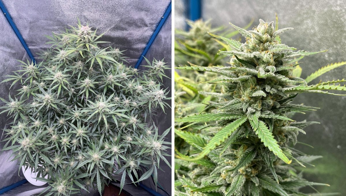 Amnesia Z Auto cannabis strain: mid flower (bulk phase) | weeks 8-9 | a top view of a big autoflower with many flowering tops in a grow tent and a closeup of its frosty bud Amnesia Z Auto cannabis strain: mid flower (bulk phase) | weeks 8-9 | a top view of a big autoflower with many flowering tops in a grow tent and a closeup of its frosty bud