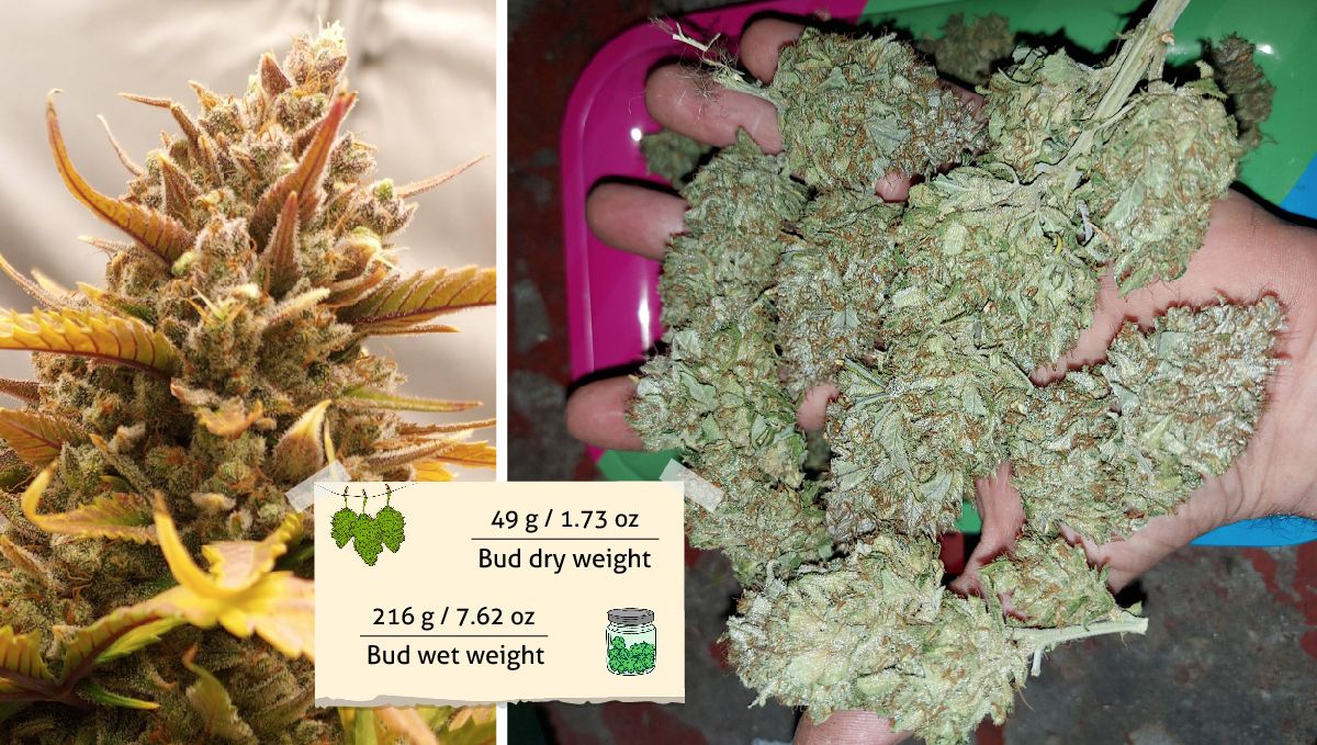 Banana Purple Punch Auto Cannabissorte: Ertrag | Eine goldfarbene, reife Cola und eine Handvoll getrimmter und getrockneter Knospen