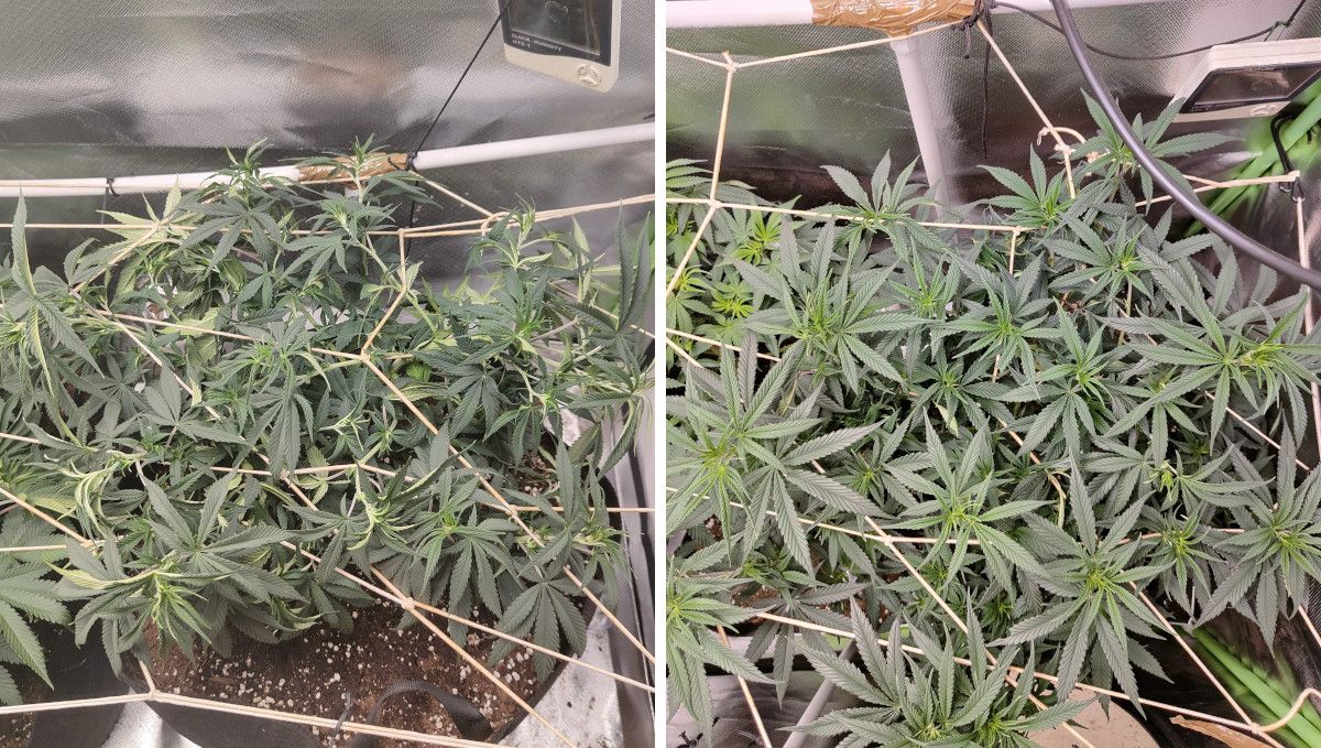 Tropicana Cookies FF cannabis strain: mid veg | weeks 3-6 | an indoor marijuana plant spreading across the ScrOG net Tropicana Cookies FF cannabis strain: mid veg | weeks 3-6 | an indoor marijuana plant spreading across the ScrOG net