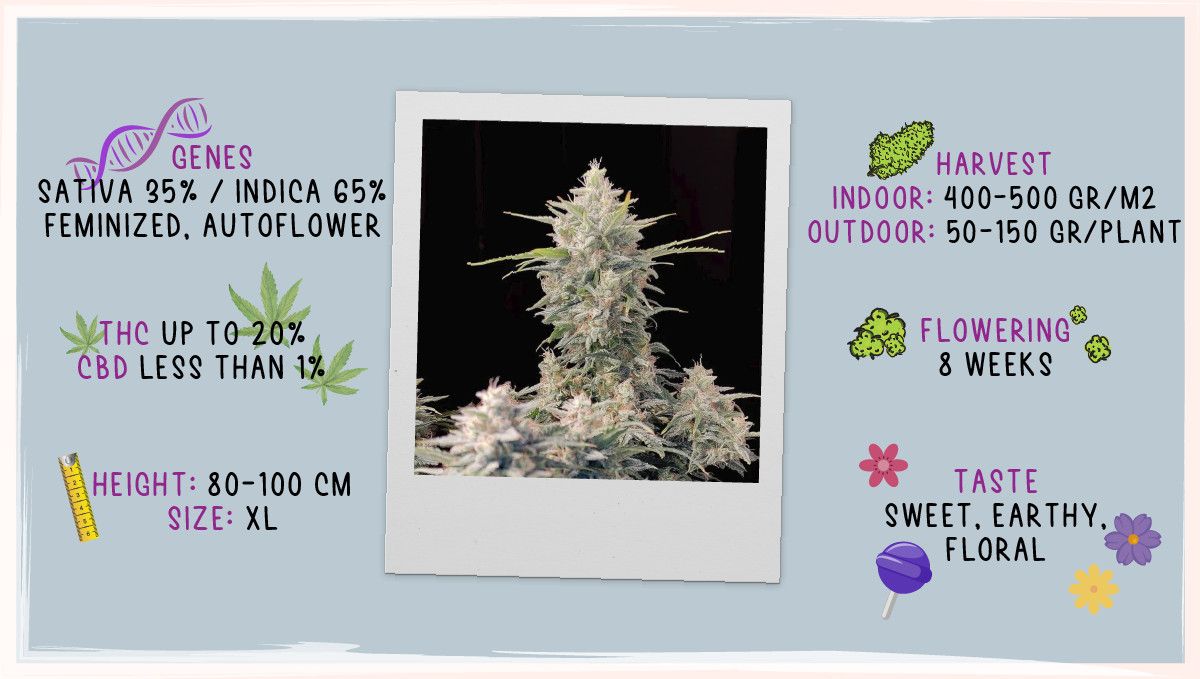 Skunk Auto Cannabis-Sorte Wochen-für-Wochen-Anleitung: Datenblatt