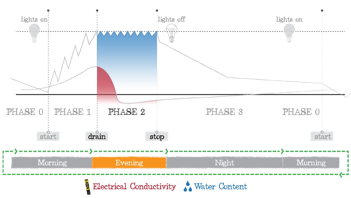 Crop steering cannabis: phase 2 Crop steering cannabis: phase 2