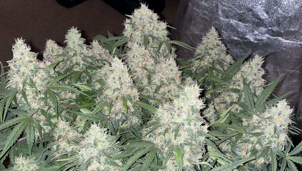 Skunk Auto Cannabis-Sorte Wochen-für-Wochen-Anleitung: Eine mehrtriebige Cannabispflanze mit dicken Colas, bei denen die meisten Blütenstempel noch weiß sind.