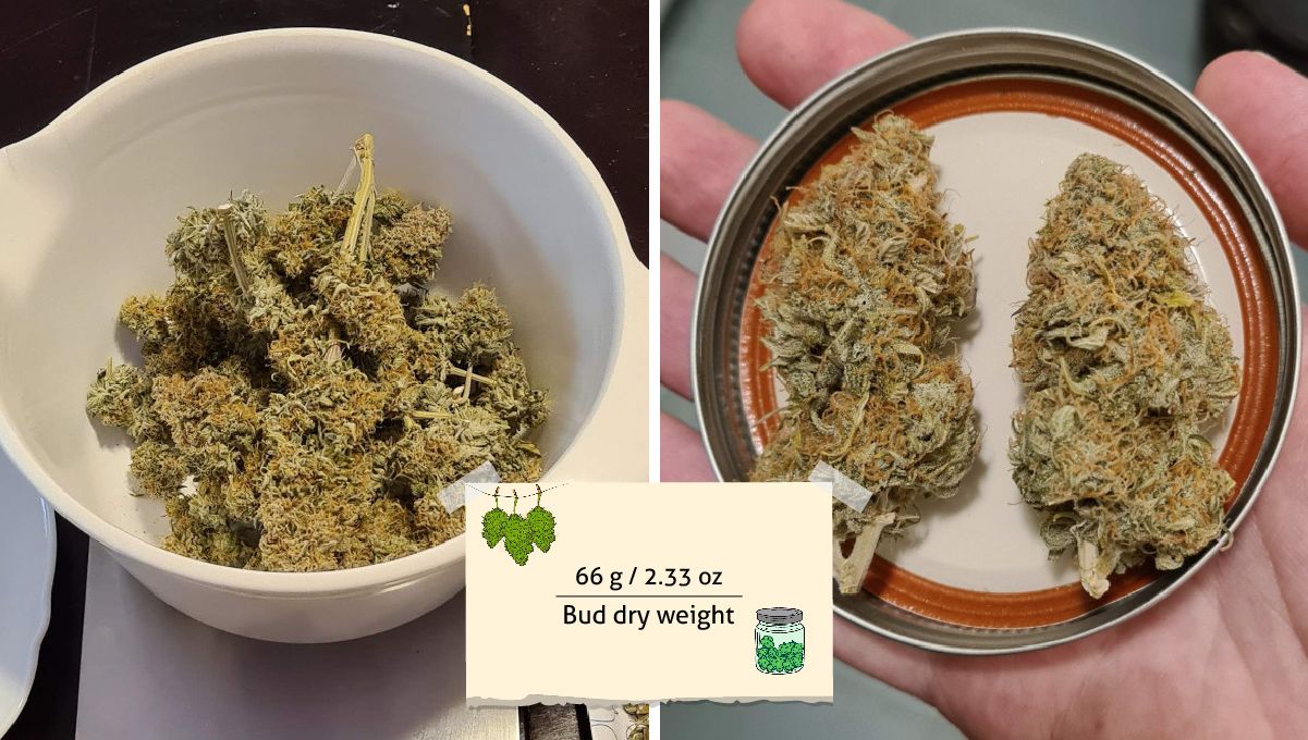 Super Lemon Haze Auto cannabis strain: harvest | a handful of dry buds inside a plastic measuring cup and a closeup of two such buds on a jar cap Super Lemon Haze Auto cannabis strain: harvest | a handful of dry buds inside a plastic measuring cup and a closeup of two such buds on a jar cap