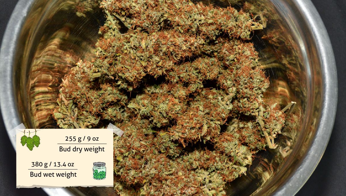 Vancplgrows Harvest Vancplgrows Harvest