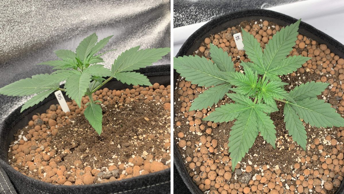 Strawberry Gorilla Auto Cannabissorte: Frühes Wachstum | Woche 2 | eine kräftige und gesunde Indoor-Autoflower Strawberry Gorilla Auto Cannabissorte: Frühes Wachstum | Woche 2 | eine kräftige und gesunde Indoor-Autoflower